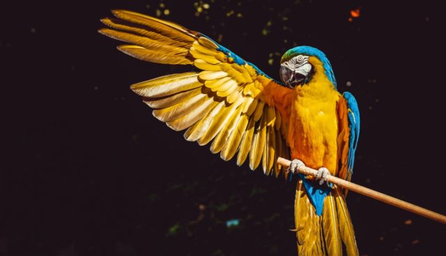Parrot 4.9 Released: A Kali Linux Alternative For Ethical Hacking