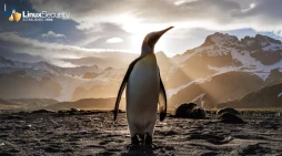 1.Penguin Landscape Esm W254