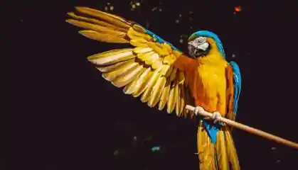 Parrot 49 Released A Kali Linux Alternate To Sharpen Ethical Hacking Lab 640x367 Esm H240