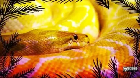 Python Jungle Lead Esm H267
